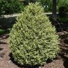 Boxwood 'Green Velvet'