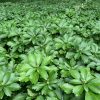 Pachysandra