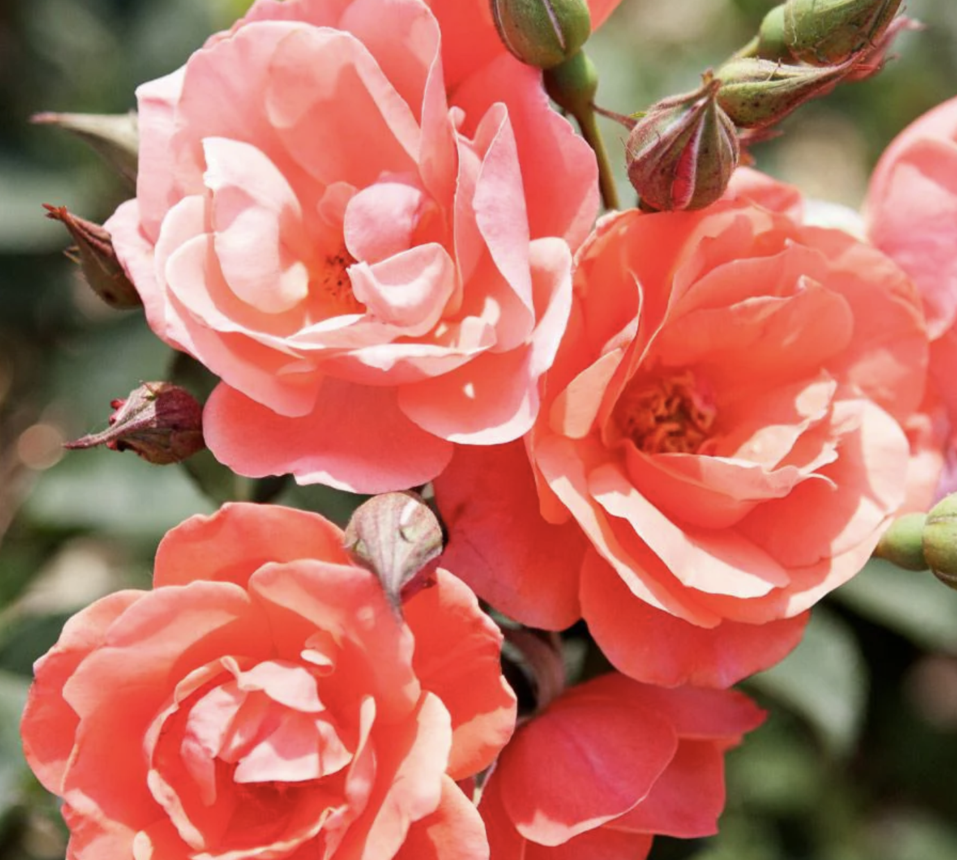 Knockout Roses – Rockland Plants