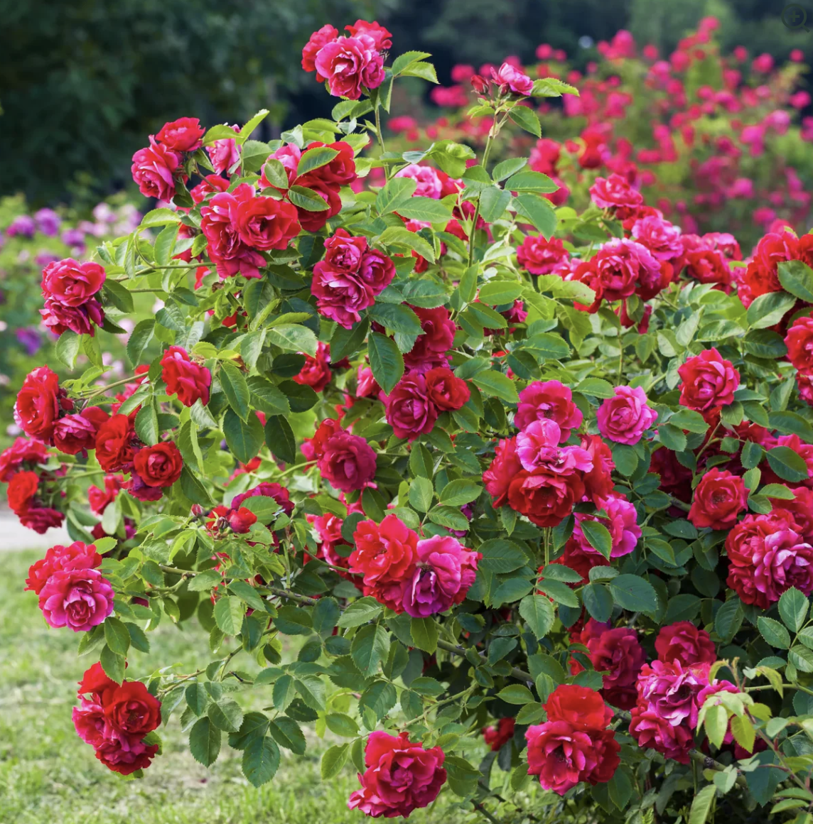 Knockout Roses – Rockland Plants